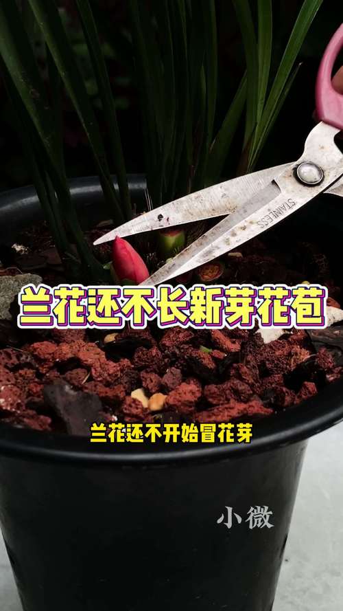 兰花发苗较弱怎么办?兰花苗不壮怎么办?-第5张图片-优品飞百科 兰花发苗较弱怎么办?兰花苗不壮怎么办?-第5张图片-优品飞百科