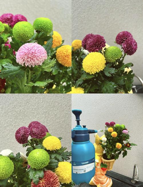 菊花养护要注意什么问题？菊花养护管理？