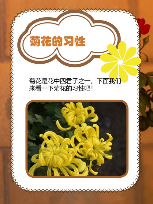 菊花养护要注意什么问题?菊花养护管理?-第4张图片-优品飞百科 菊花养护要注意什么问题?菊花养护管理?-第4张图片-优品飞百科