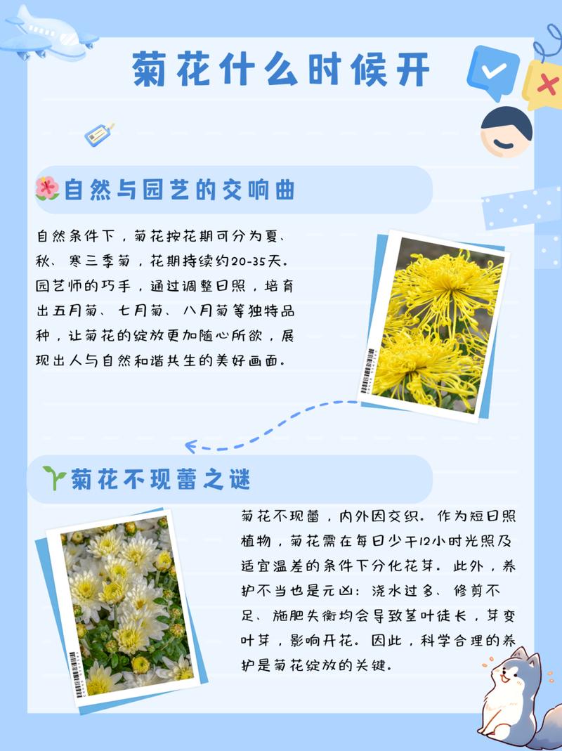 菊花养护要注意什么问题?菊花养护管理?-第5张图片-优品飞百科 菊花养护要注意什么问题?菊花养护管理?-第5张图片-优品飞百科