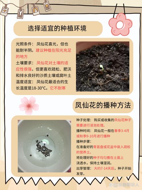 茶花凤仙花种子怎么种？茶花凤仙花和凤仙花有区别吗？-第2张图片-优品飞百科