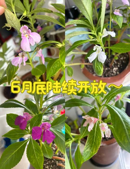 茶花凤仙花种子怎么种？茶花凤仙花和凤仙花有区别吗？-第5张图片-优品飞百科