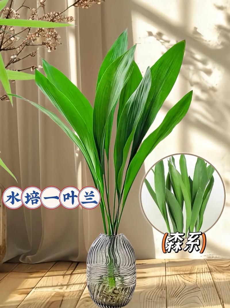 怎样让一叶兰长得茂盛，怎样让一叶兰叶子发绿