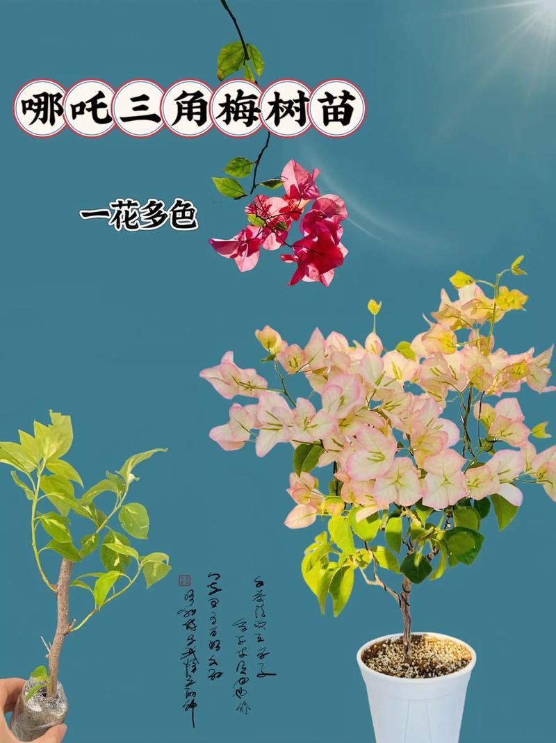 三角梅的种植方法，三角梅的种植方法和注意事项