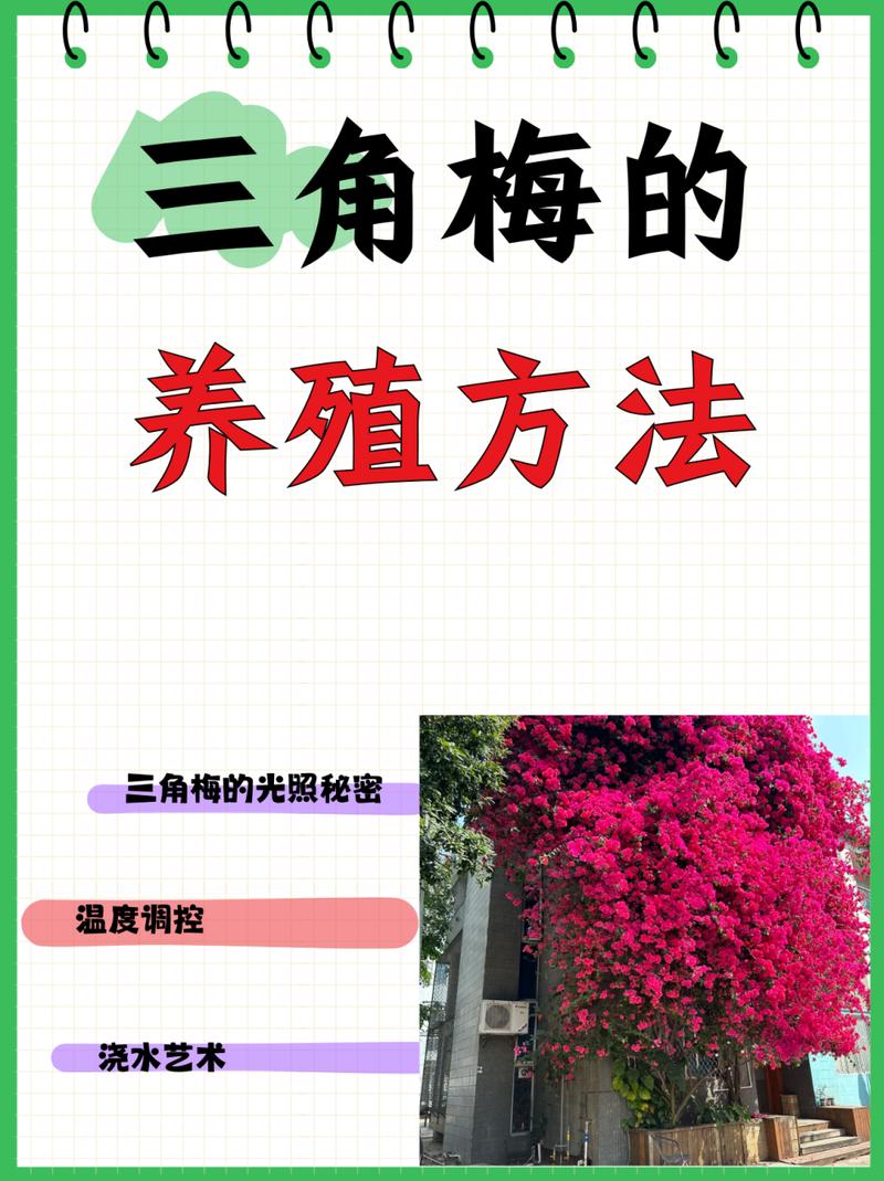 三角梅的种植方法,三角梅的种植方法和注意事项-第2张图片-优品飞百科 三角梅的种植方法,三角梅的种植方法和注意事项-第2张图片-优品飞百科