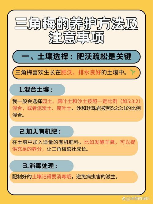 三角梅的种植方法,三角梅的种植方法和注意事项-第4张图片-优品飞百科 三角梅的种植方法,三角梅的种植方法和注意事项-第4张图片-优品飞百科