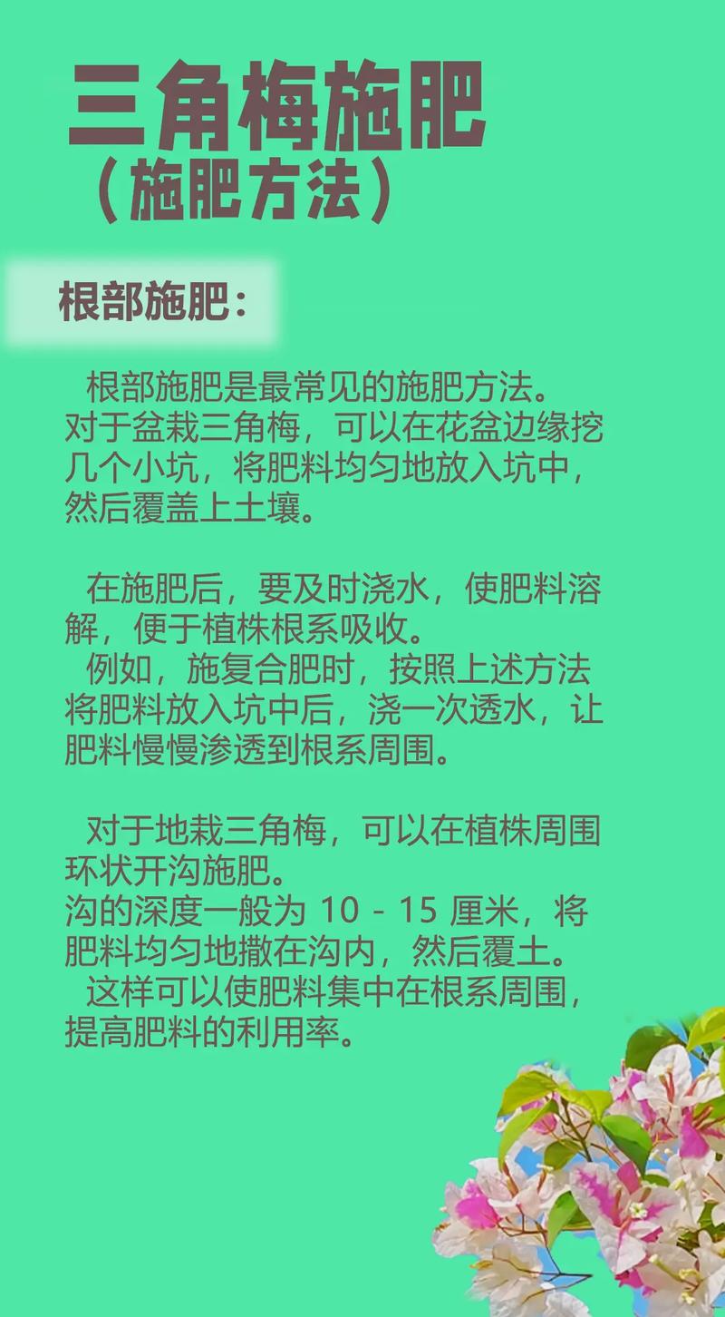 三角梅的种植方法,三角梅的种植方法和注意事项-第5张图片-优品飞百科 三角梅的种植方法,三角梅的种植方法和注意事项-第5张图片-优品飞百科