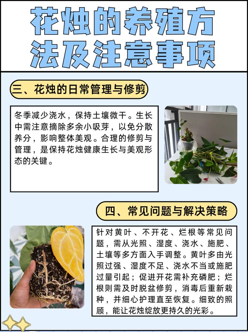 如何使木棉在元旦开花？木棉花是怎么开放的？-第2张图片-优品飞百科
