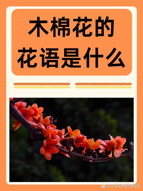 如何使木棉在元旦开花？木棉花是怎么开放的？-第4张图片-优品飞百科