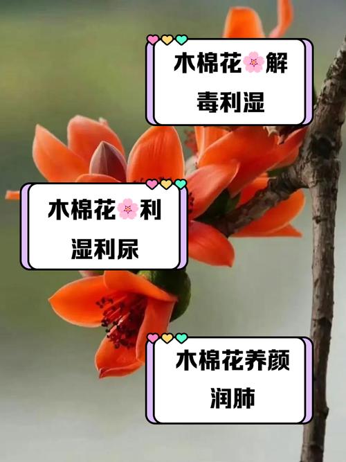 如何使木棉在元旦开花？木棉花是怎么开放的？-第3张图片-优品飞百科