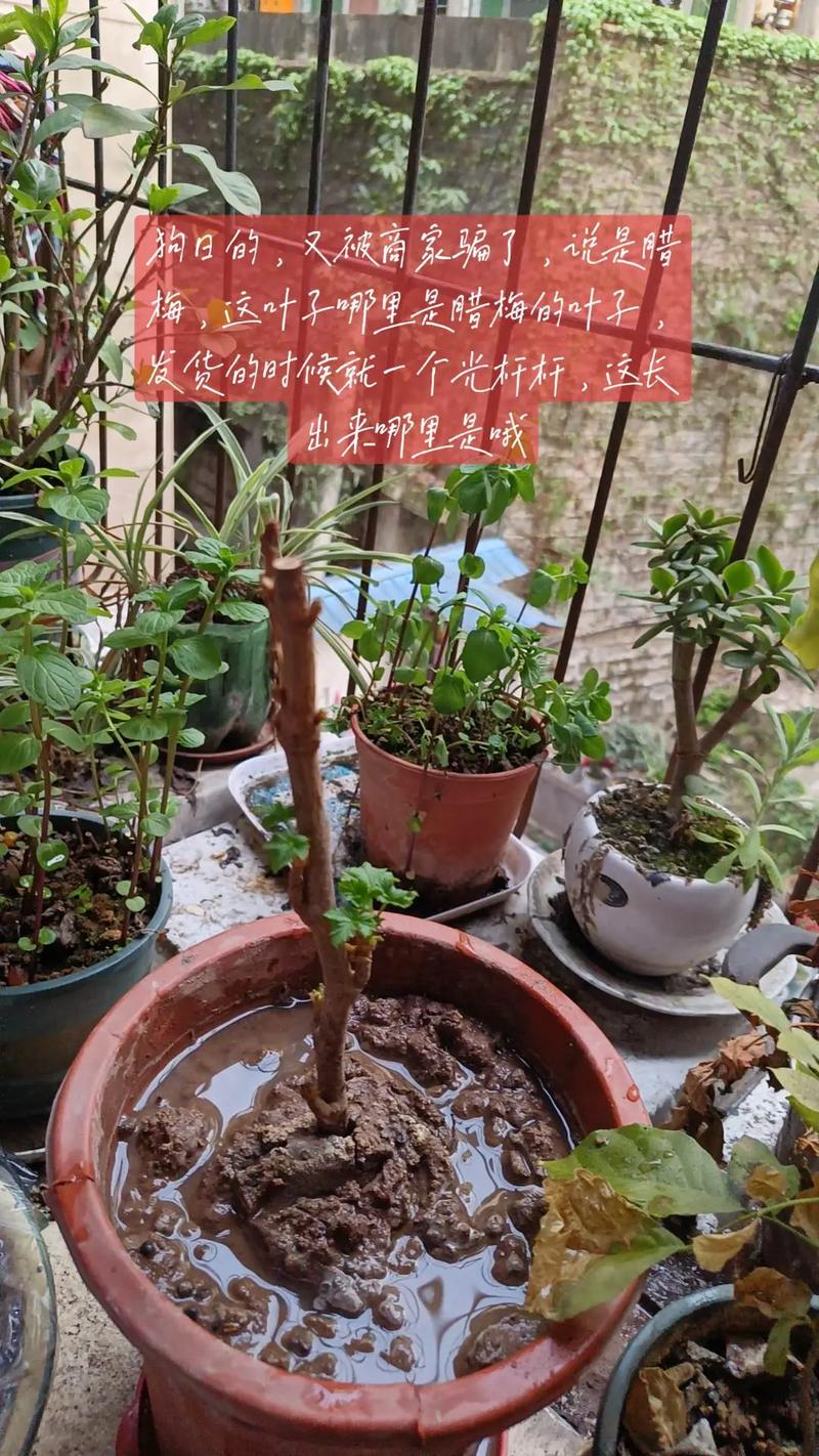 如何使木棉在元旦开花？木棉花是怎么开放的？-第7张图片-优品飞百科