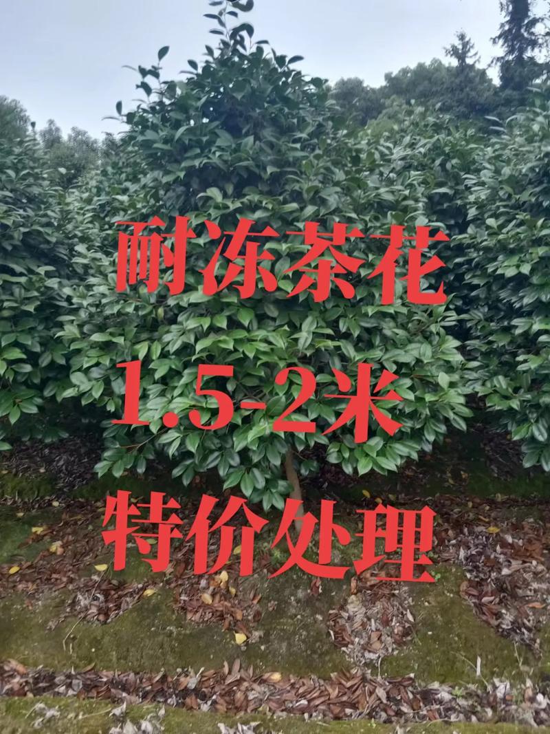 山茶花耐寒吗，山茶花耐寒么？