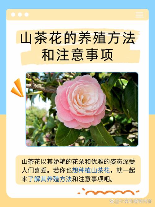 山茶花耐寒吗,山茶花耐寒么?-第3张图片-优品飞百科 山茶花耐寒吗,山茶花耐寒么?-第3张图片-优品飞百科