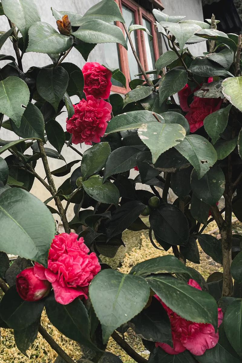 山茶花耐寒吗,山茶花耐寒么?-第4张图片-优品飞百科 山茶花耐寒吗,山茶花耐寒么?-第4张图片-优品飞百科