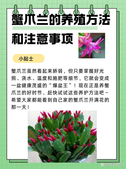 蟹爪兰有花苞怎么养?蟹爪兰有了花苞后怎么管理?-第2张图片-优品飞百科 蟹爪兰有花苞怎么养?蟹爪兰有了花苞后怎么管理?-第2张图片-优品飞百科