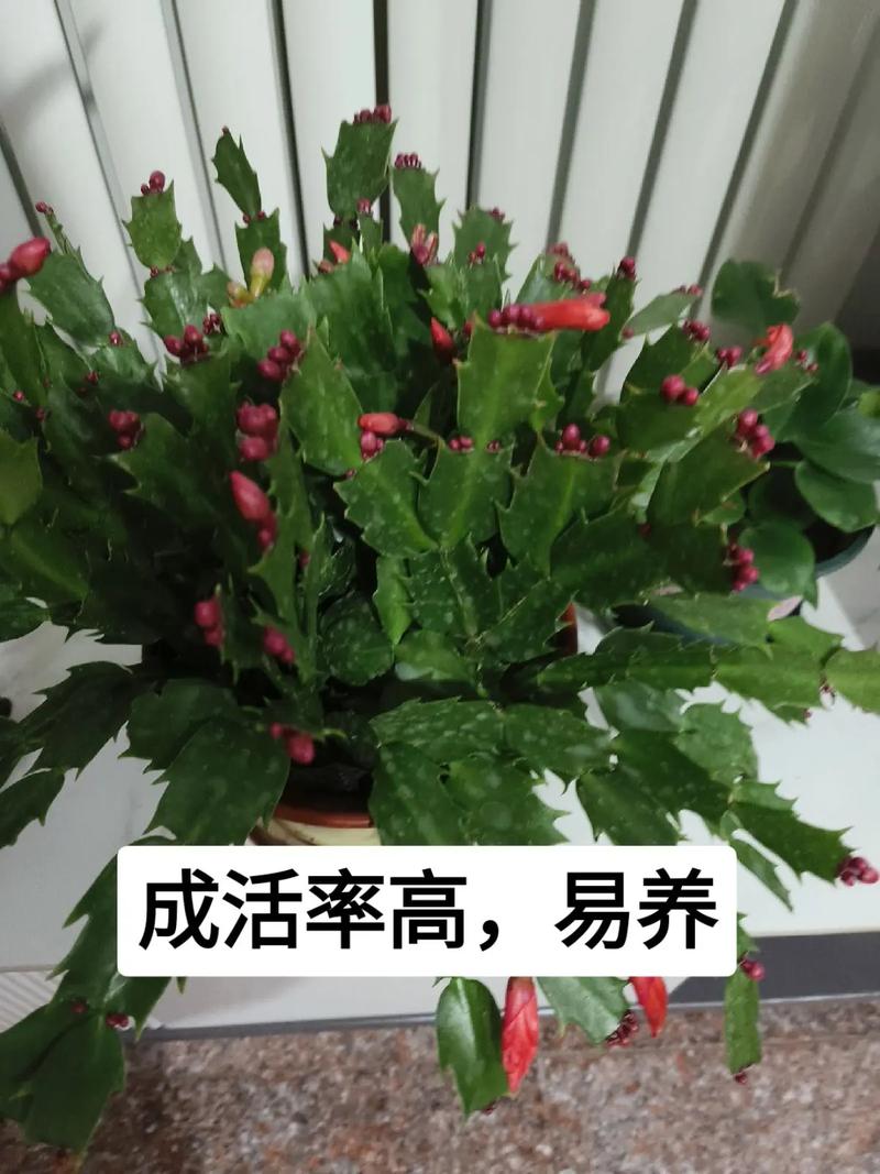 蟹爪兰有花苞怎么养?蟹爪兰有了花苞后怎么管理?-第4张图片-优品飞百科 蟹爪兰有花苞怎么养?蟹爪兰有了花苞后怎么管理?-第4张图片-优品飞百科