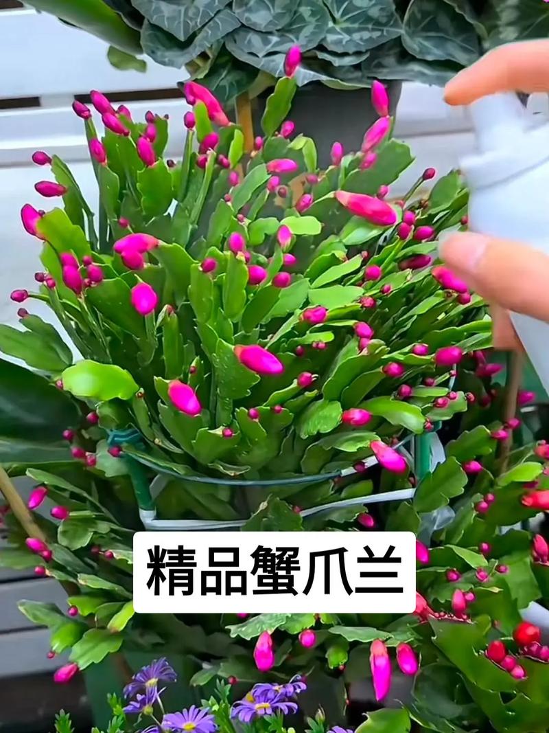 蟹爪兰有花苞怎么养?蟹爪兰有了花苞后怎么管理?-第5张图片-优品飞百科 蟹爪兰有花苞怎么养?蟹爪兰有了花苞后怎么管理?-第5张图片-优品飞百科