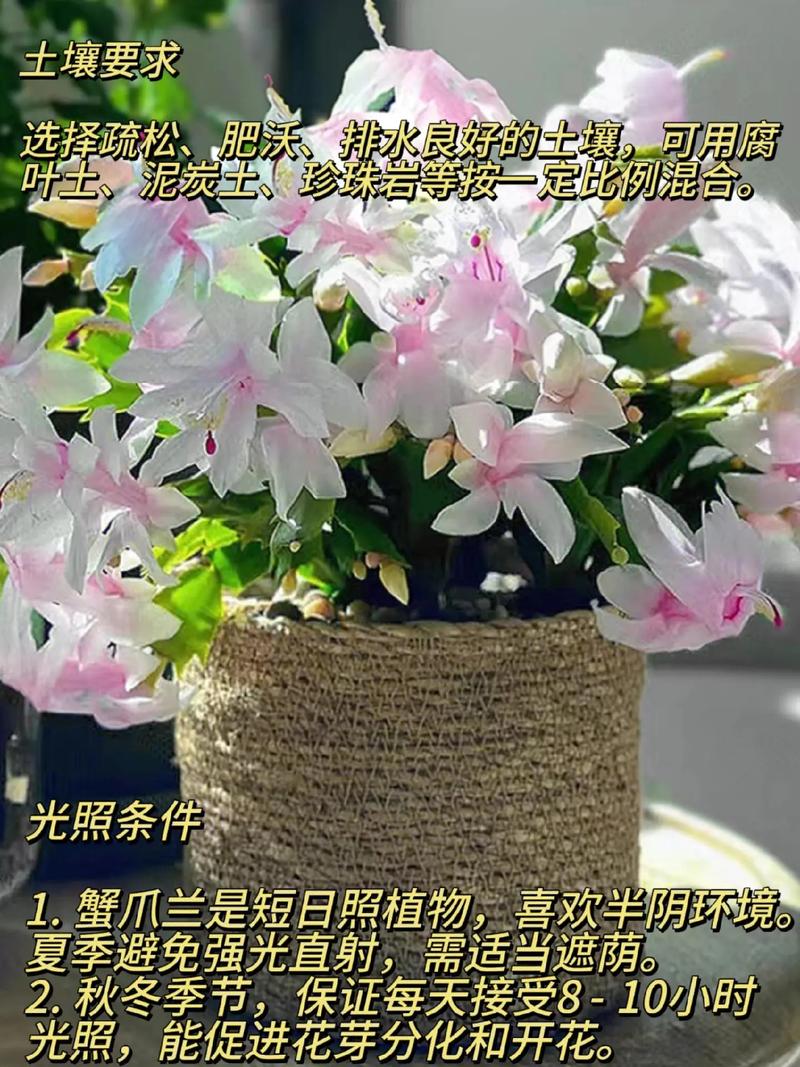 蟹爪兰有花苞怎么养?蟹爪兰有了花苞后怎么管理?-第6张图片-优品飞百科 蟹爪兰有花苞怎么养?蟹爪兰有了花苞后怎么管理?-第6张图片-优品飞百科