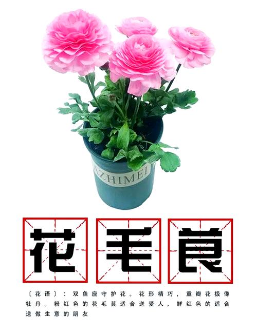 花毛茛花后怎么处理，花毛茛出芽后怎么处理