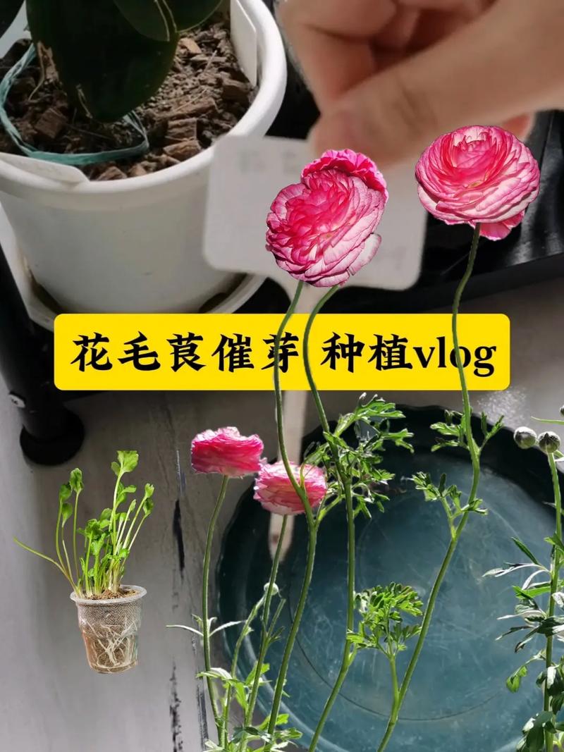 花毛茛花后怎么处理，花毛茛出芽后怎么处理-第2张图片-优品飞百科
