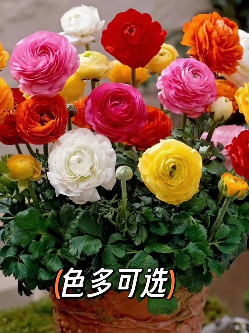 花毛茛花后怎么处理，花毛茛出芽后怎么处理-第3张图片-优品飞百科