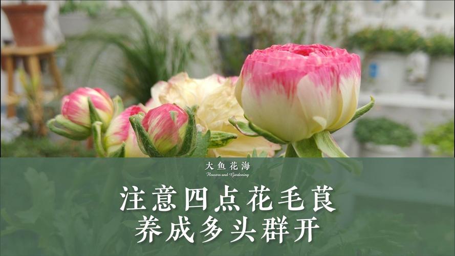 花毛茛花后怎么处理，花毛茛出芽后怎么处理-第4张图片-优品飞百科