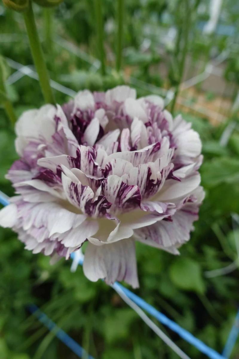 花毛茛花后怎么处理，花毛茛出芽后怎么处理-第5张图片-优品飞百科