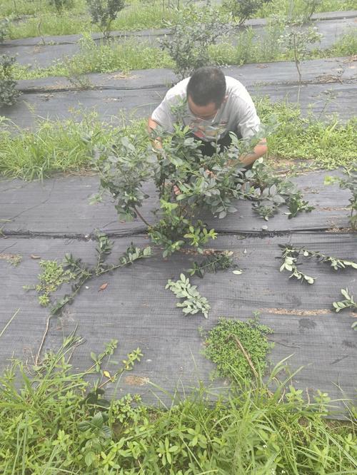 蓝莓树如何修剪，蓝莓树如何修剪好看？