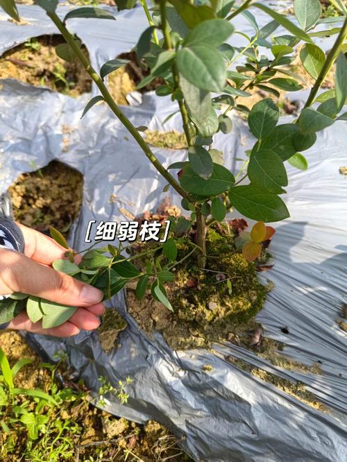 蓝莓树如何修剪，蓝莓树如何修剪好看？-第2张图片-优品飞百科