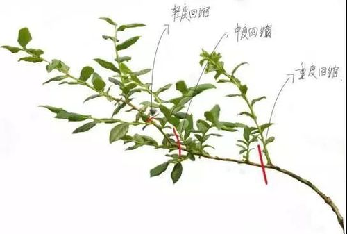 蓝莓树如何修剪，蓝莓树如何修剪好看？-第3张图片-优品飞百科