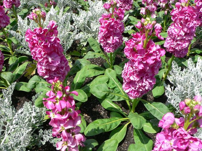 紫罗兰怎么种？紫罗兰怎么种好成活？-第5张图片-优品飞百科