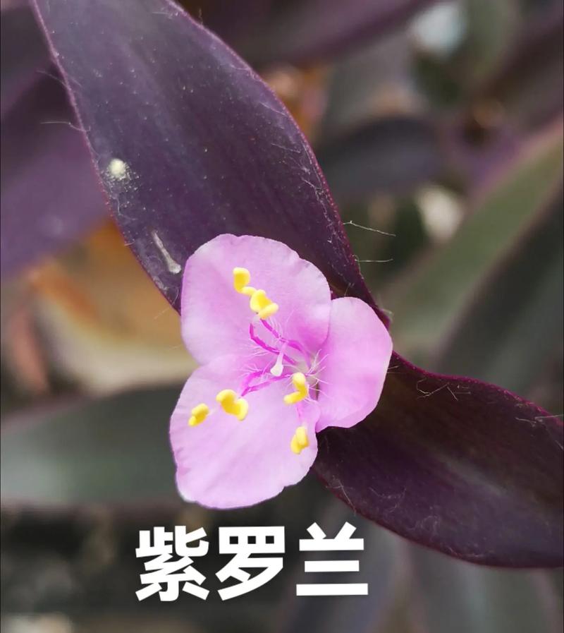 紫罗兰怎么种？紫罗兰怎么种好成活？-第6张图片-优品飞百科