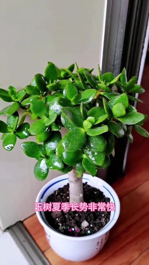 玉树怎么换盆，玉树怎么换盆怎么浇水最合适？