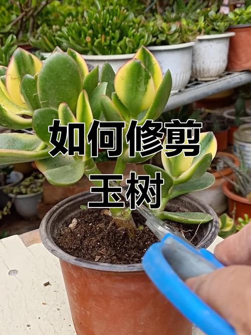 玉树怎么换盆，玉树怎么换盆怎么浇水最合适？-第5张图片-优品飞百科