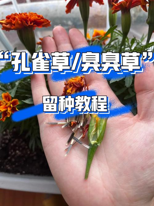 孔雀草的种子怎么种，孔雀草的种子怎么种植？-第4张图片-优品飞百科