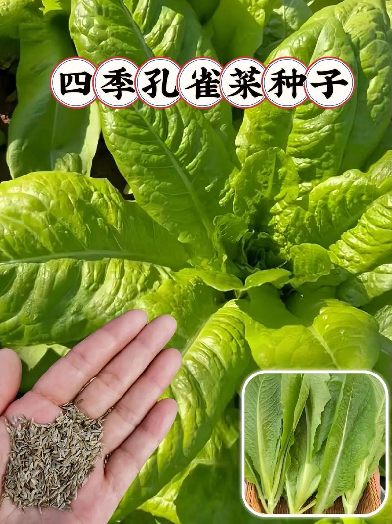 孔雀草的种子怎么种，孔雀草的种子怎么种植？-第5张图片-优品飞百科