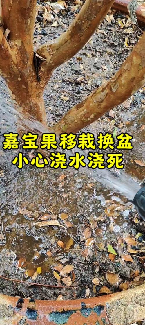 嘉宝果浇水方法?嘉宝果浇水方法和技巧?-第1张图片-优品飞百科 嘉宝果浇水方法?嘉宝果浇水方法和技巧?-第1张图片-优品飞百科