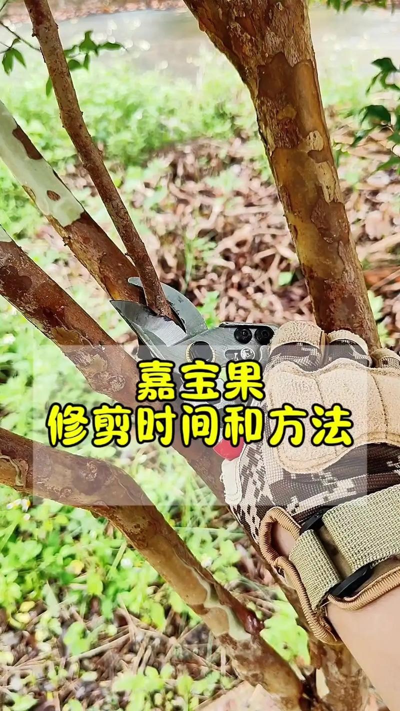 嘉宝果浇水方法?嘉宝果浇水方法和技巧?-第2张图片-优品飞百科 嘉宝果浇水方法?嘉宝果浇水方法和技巧?-第2张图片-优品飞百科