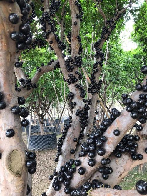 嘉宝果浇水方法?嘉宝果浇水方法和技巧?-第3张图片-优品飞百科 嘉宝果浇水方法?嘉宝果浇水方法和技巧?-第3张图片-优品飞百科