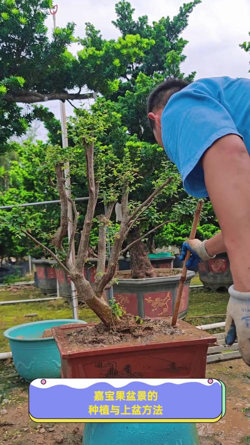 嘉宝果浇水方法?嘉宝果浇水方法和技巧?-第5张图片-优品飞百科 嘉宝果浇水方法?嘉宝果浇水方法和技巧?-第5张图片-优品飞百科