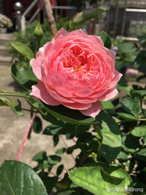 1棵月季竟然开5色花，月季花一株能开多种颜色的花,非常漂亮,插枝能不能活-第2张图片-优品飞百科