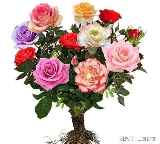 1棵月季竟然开5色花，月季花一株能开多种颜色的花,非常漂亮,插枝能不能活-第3张图片-优品飞百科