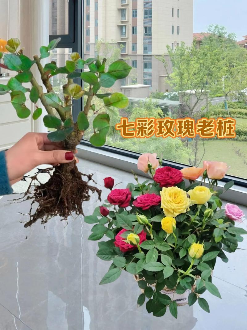 1棵月季竟然开5色花，月季花一株能开多种颜色的花,非常漂亮,插枝能不能活-第4张图片-优品飞百科