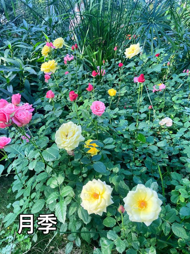 1棵月季竟然开5色花，月季花一株能开多种颜色的花,非常漂亮,插枝能不能活-第5张图片-优品飞百科