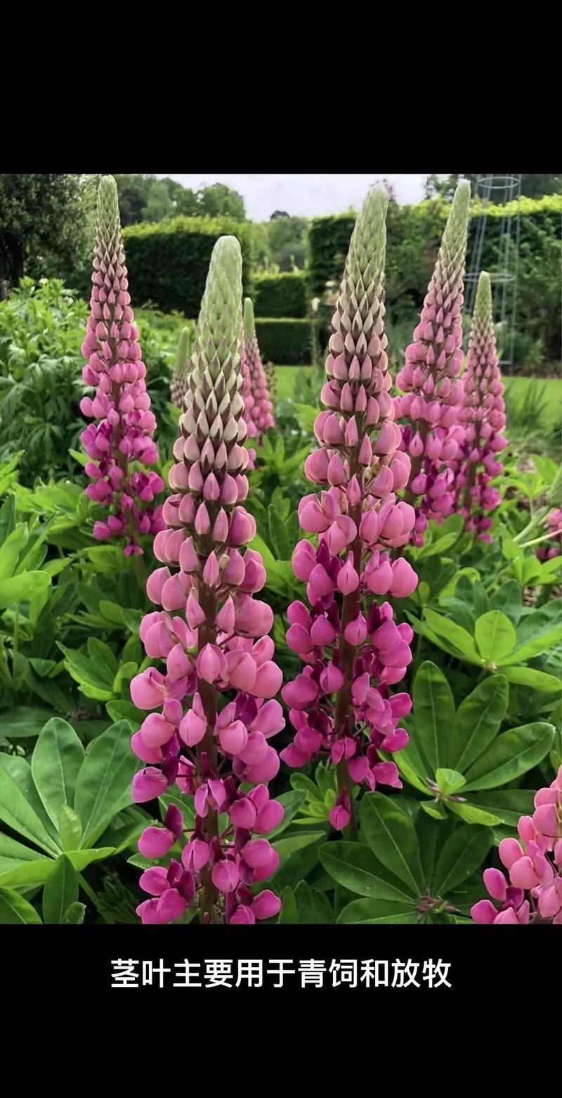 羽扇豆秋天怎么养,羽扇豆怎么种植?-第1张图片-优品飞百科 羽扇豆秋天怎么养,羽扇豆怎么种植?-第1张图片-优品飞百科