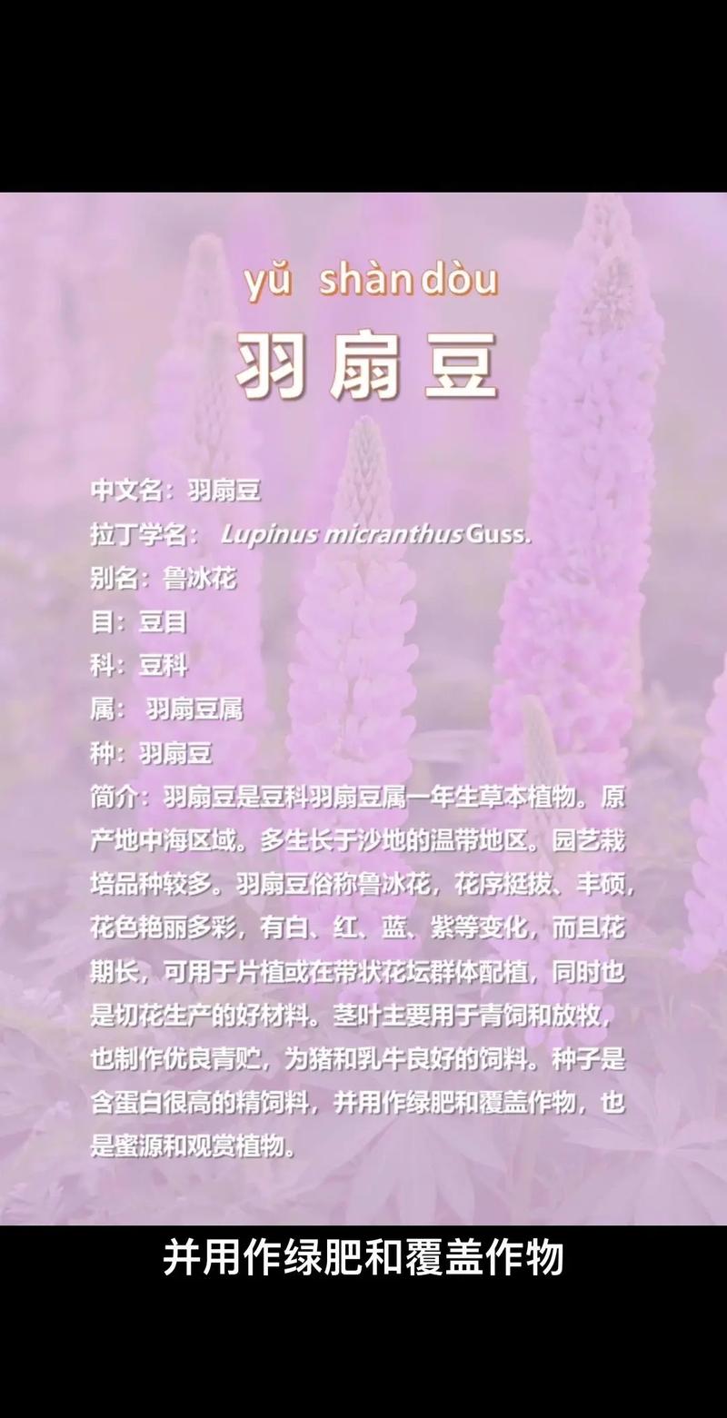 羽扇豆秋天怎么养,羽扇豆怎么种植?-第2张图片-优品飞百科 羽扇豆秋天怎么养,羽扇豆怎么种植?-第2张图片-优品飞百科