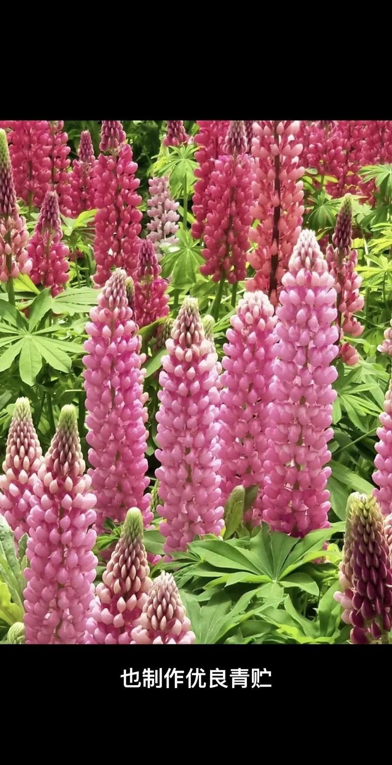 羽扇豆秋天怎么养,羽扇豆怎么种植?-第3张图片-优品飞百科 羽扇豆秋天怎么养,羽扇豆怎么种植?-第3张图片-优品飞百科