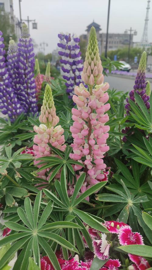 羽扇豆秋天怎么养,羽扇豆怎么种植?-第4张图片-优品飞百科 羽扇豆秋天怎么养,羽扇豆怎么种植?-第4张图片-优品飞百科