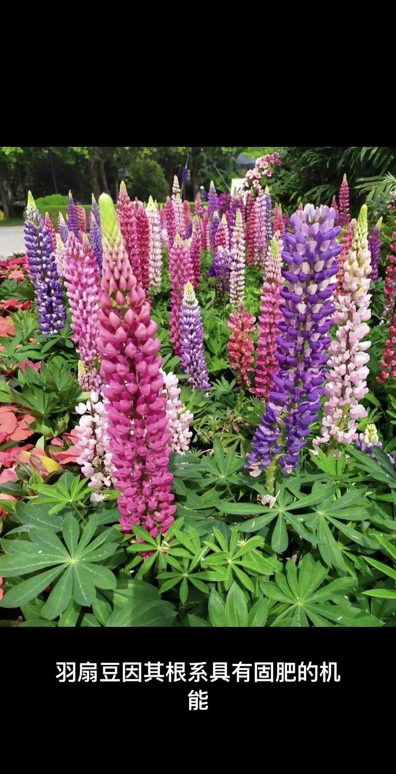羽扇豆秋天怎么养,羽扇豆怎么种植?-第5张图片-优品飞百科 羽扇豆秋天怎么养,羽扇豆怎么种植?-第5张图片-优品飞百科