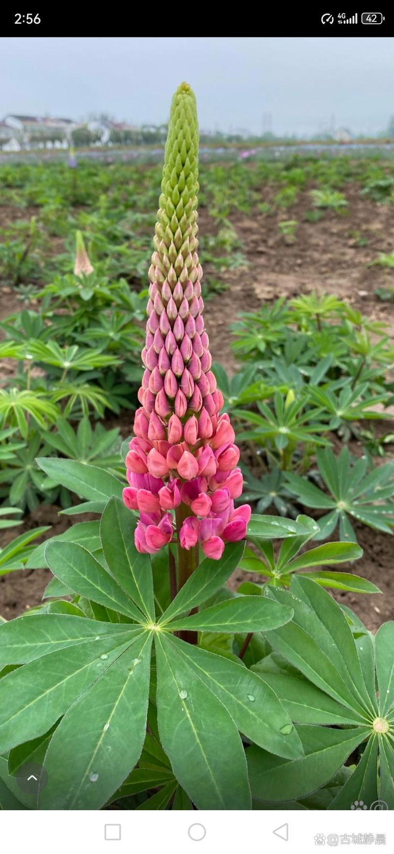 羽扇豆秋天怎么养,羽扇豆怎么种植?-第6张图片-优品飞百科 羽扇豆秋天怎么养,羽扇豆怎么种植?-第6张图片-优品飞百科